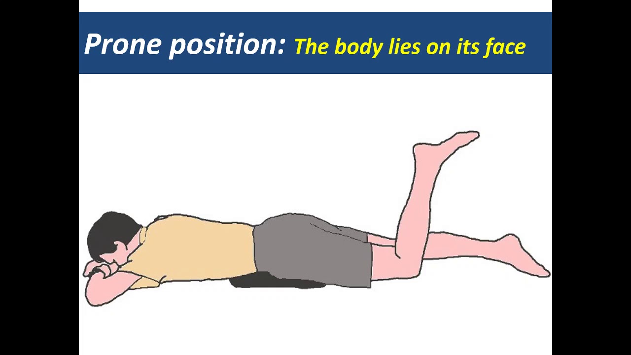 introduction human anatomy