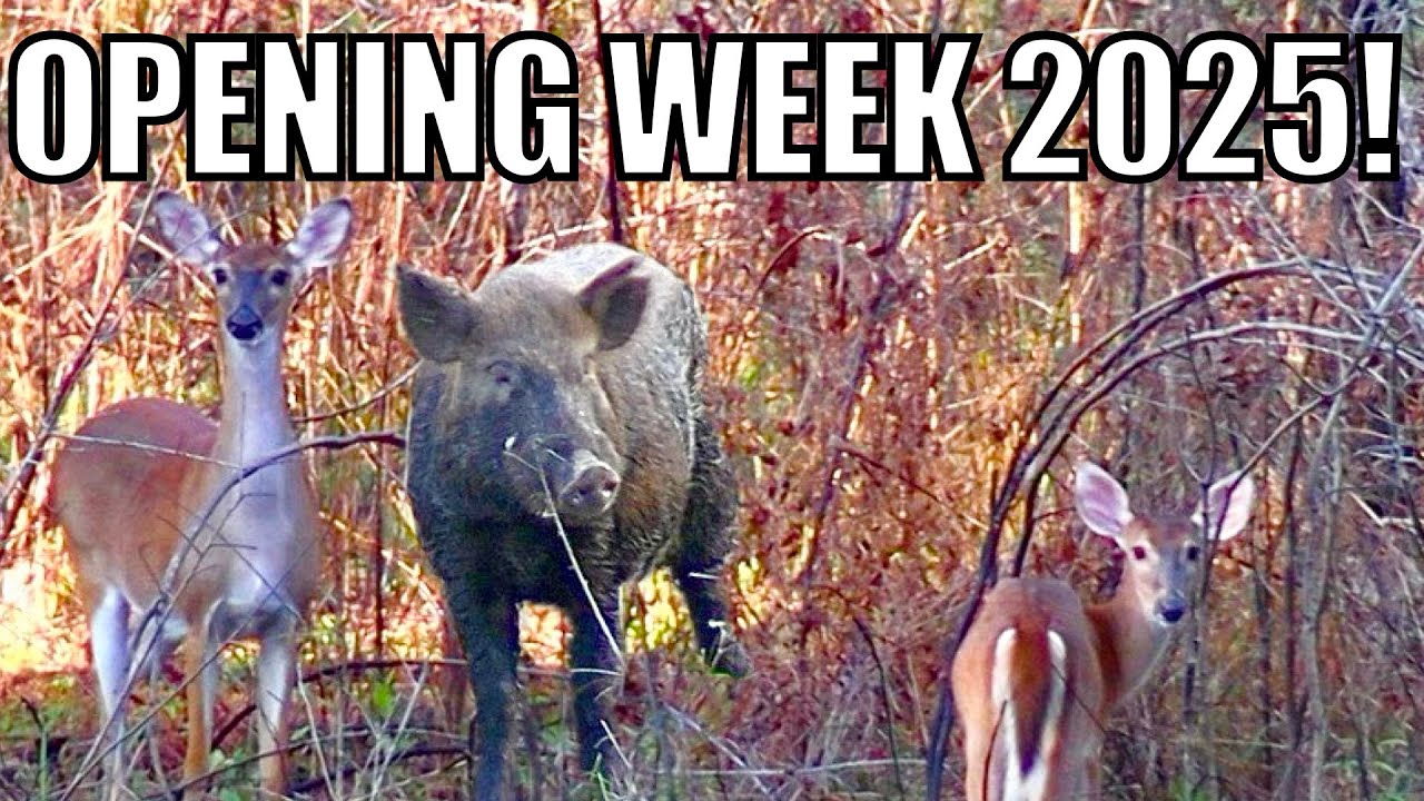Безумие первой недели: открытие сезона охоты на оленей в Джорджии 2025 года