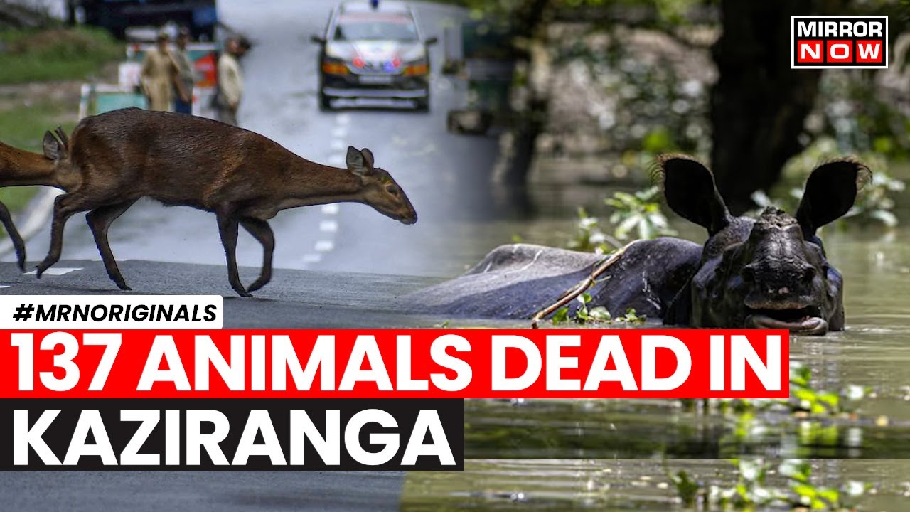 Assam Floods | 137 Animals Dead Including 6 Rhinos At Kaziranga National Park | Assam News