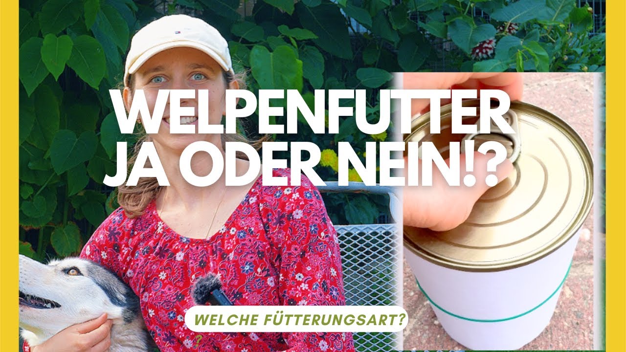 Was soll ich meinem Welpen füttern? Welpenfutter, BARF, ...?