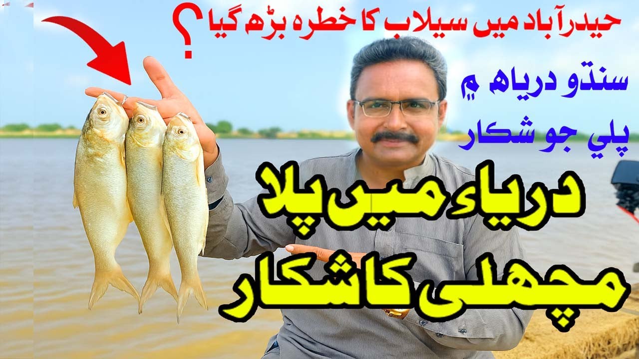 Fishing at Indus River sindh flood update Palla Fish