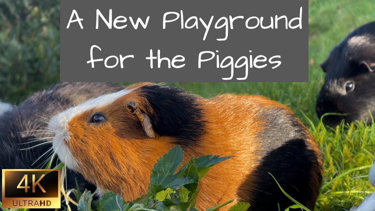 Guinea Pigs | A New Playground for the Piggies