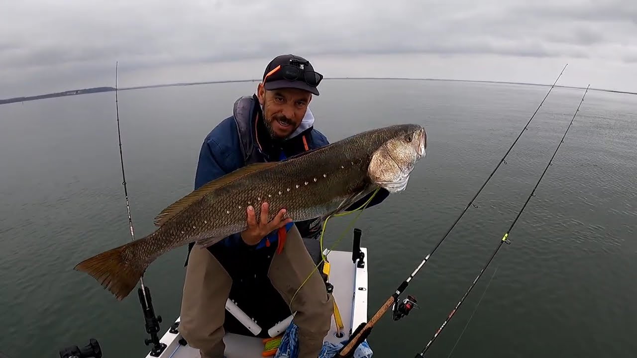 Dia de grandes picadas e corvina de 11 kilos.