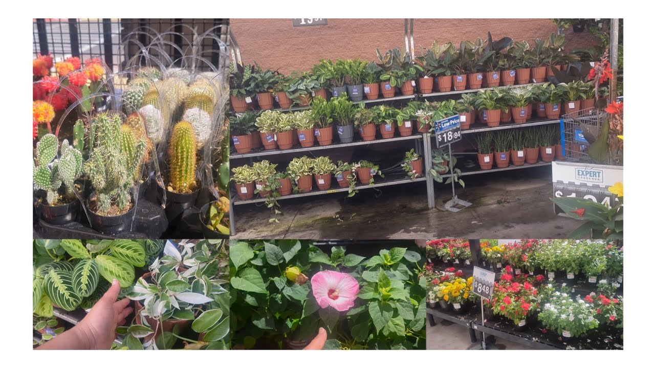 un recorrido por la tienda de la Walmart en el &aacute;rea de jardiner&iacute;a