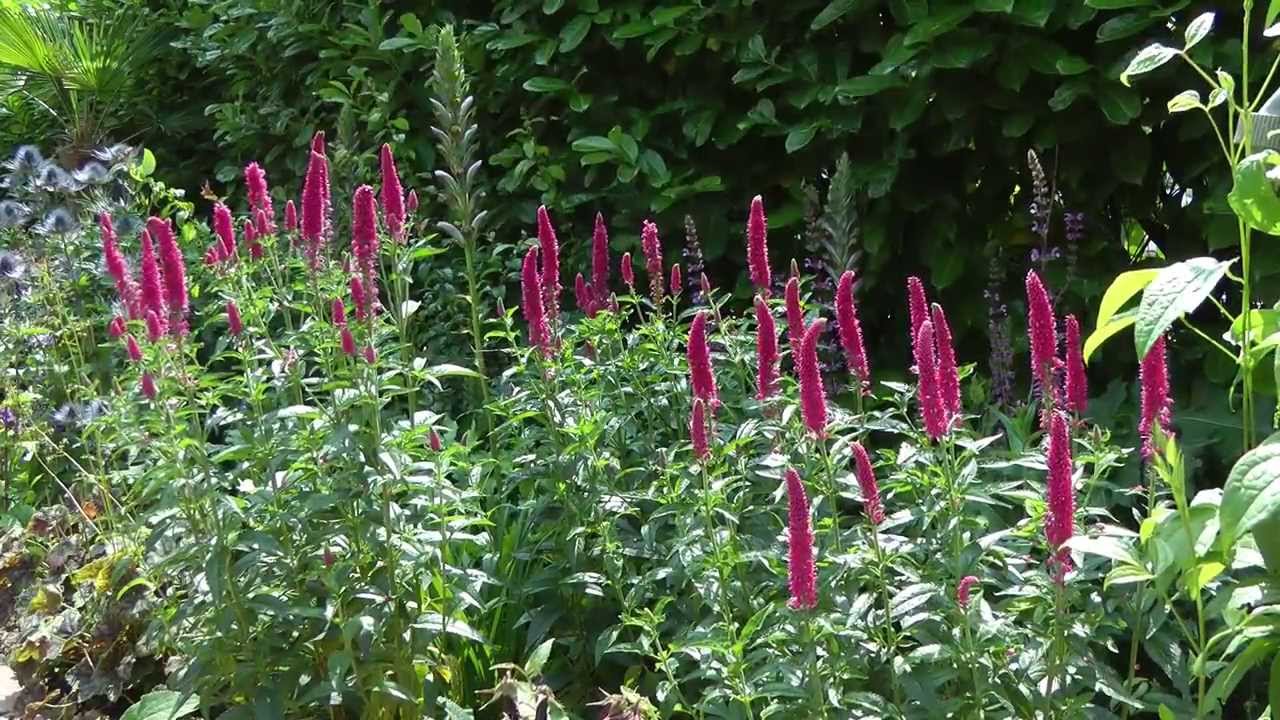 Veronica Longifolia First Series - Garden Plants