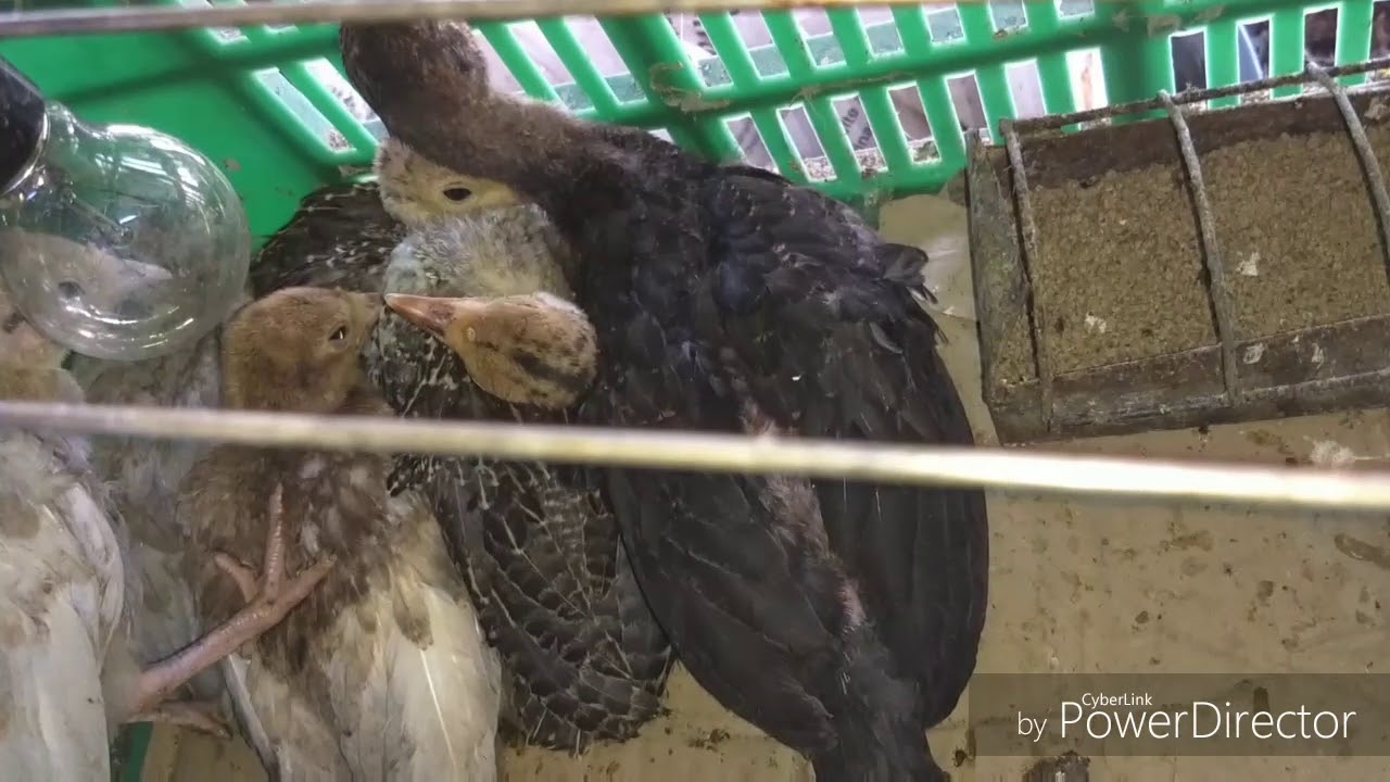 GUAJOLOTES EN ENGORDA MES 1