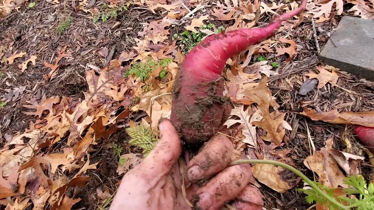 Harvesting Carrots at the End of DECEMBER in Wisconsin! | Zone 5 Homestead