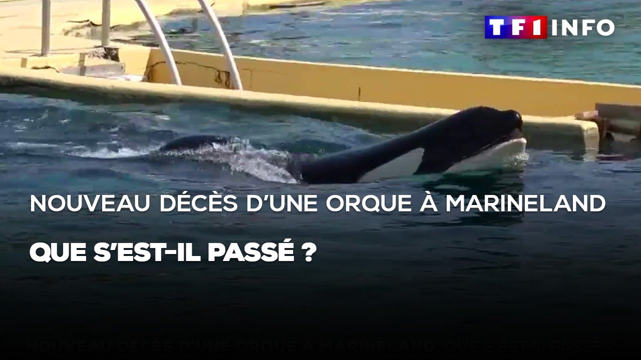 Nouveau décès d'une orque à Marineland : que s'est il passé ?
