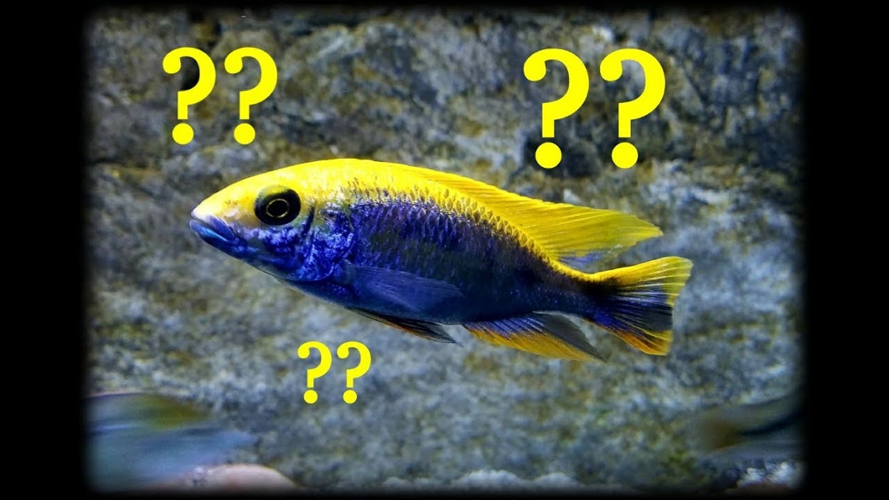 Guess What Happens In My Fish Tank When I Leave The Room....
