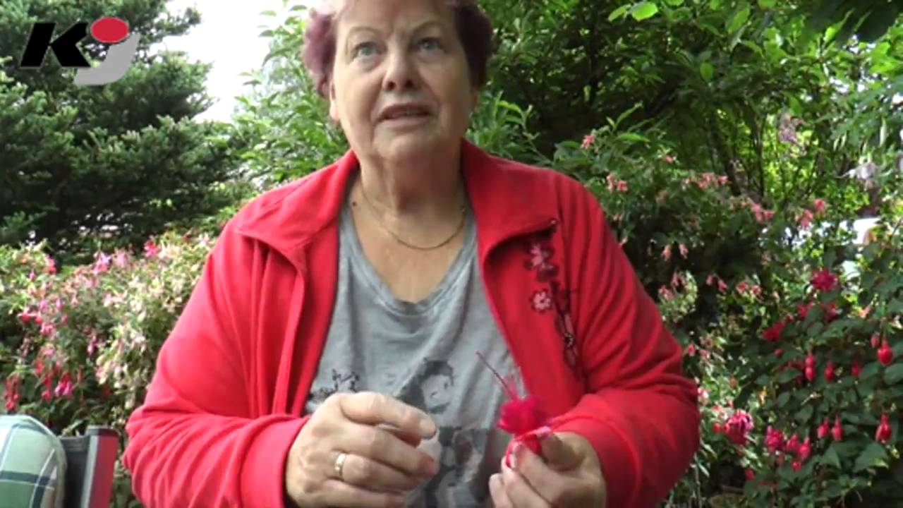 Offener Fuchsiengarten in Zwönitz