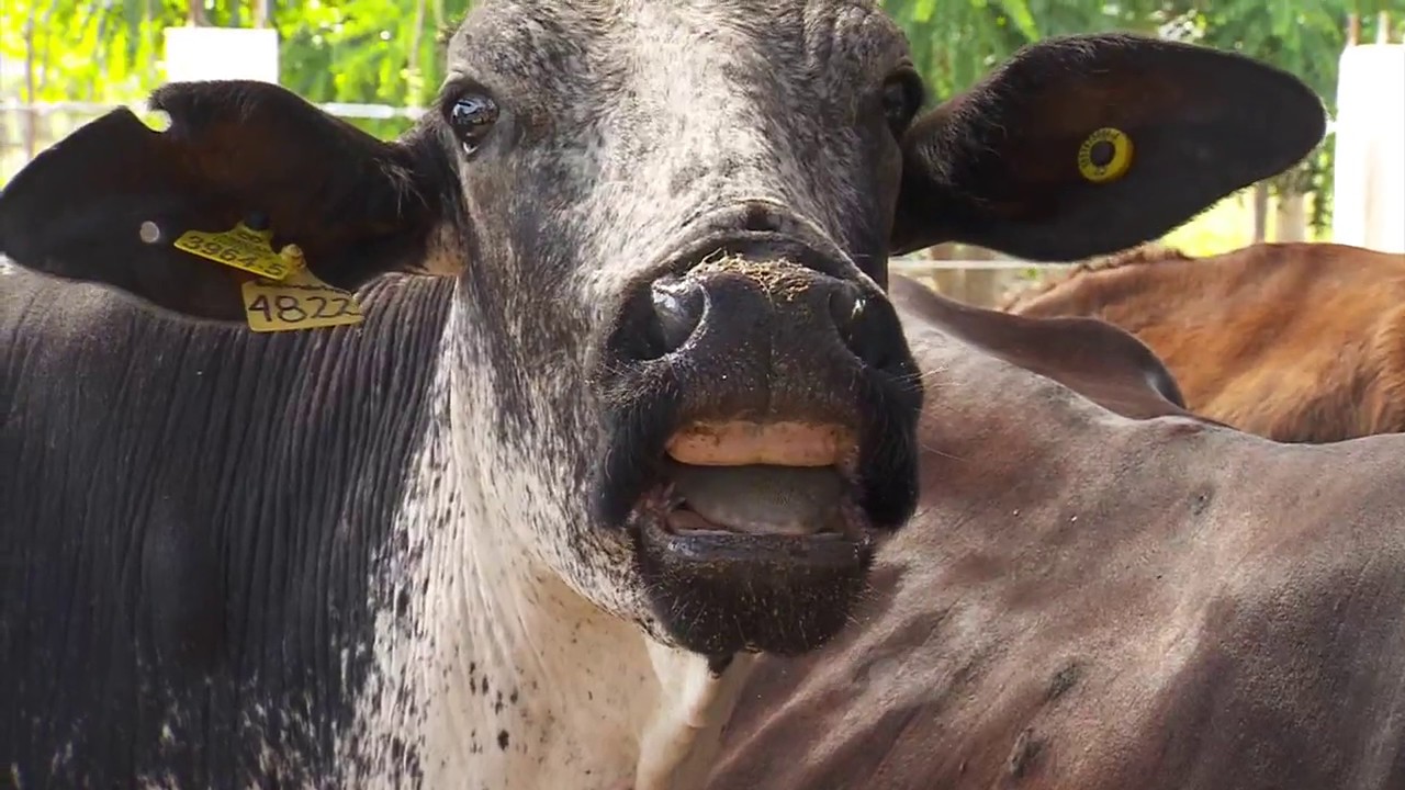 Ganado montbeliarde: gran aporte de grasa y proteína | La Finca de Hoy