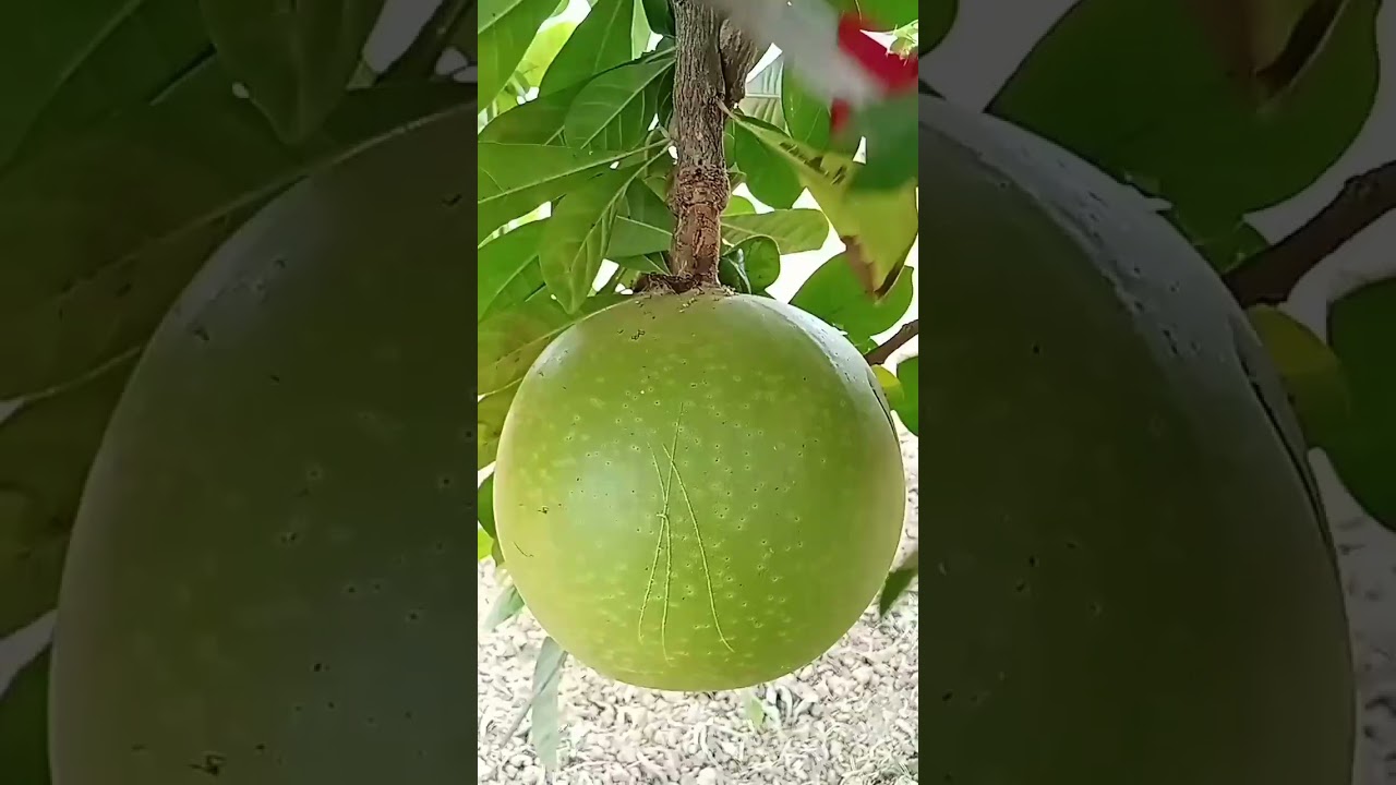 calabash fruit ( miracle fruit)in Indonesia Mojo fruit or Maja fruit #fruit #calabashfruit #calabash