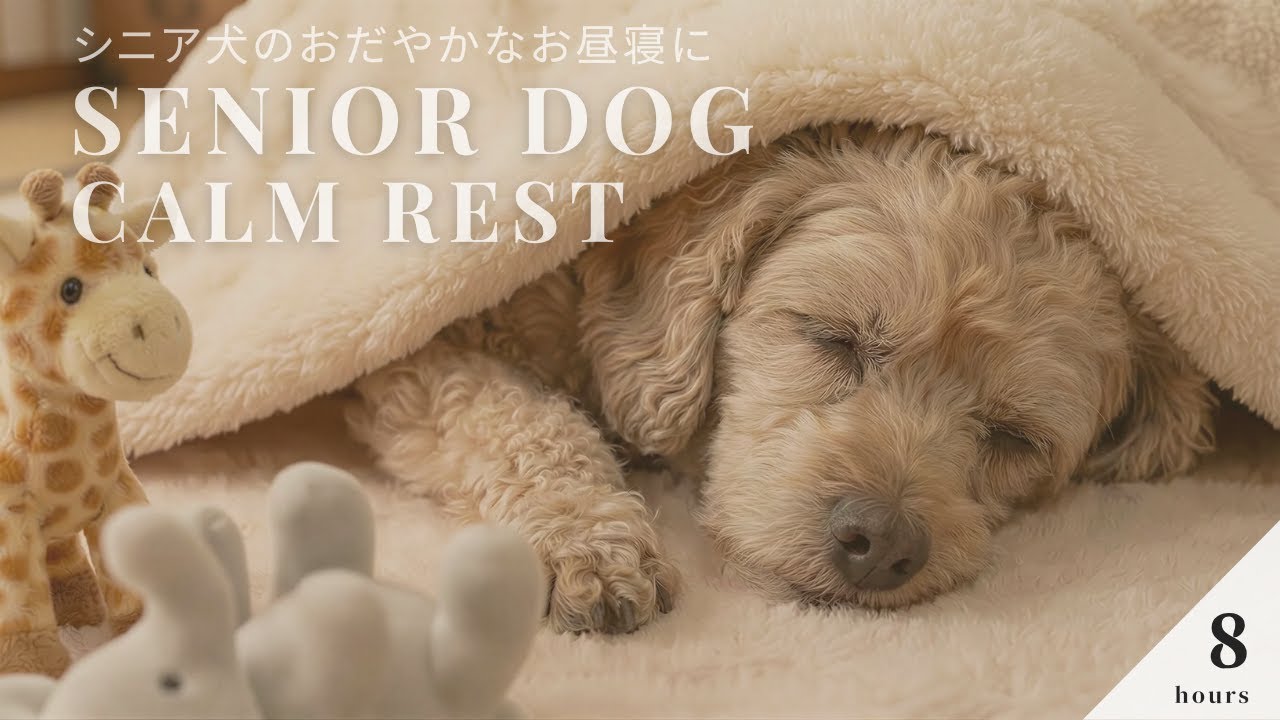 シニア犬が昼も落ち着いて過ごせる｜留守番中のための静かな犬用BGM｜8時間｜Calm Dog Music for Senior Dogs｜Peaceful Daytime Rest｜8 Hours
