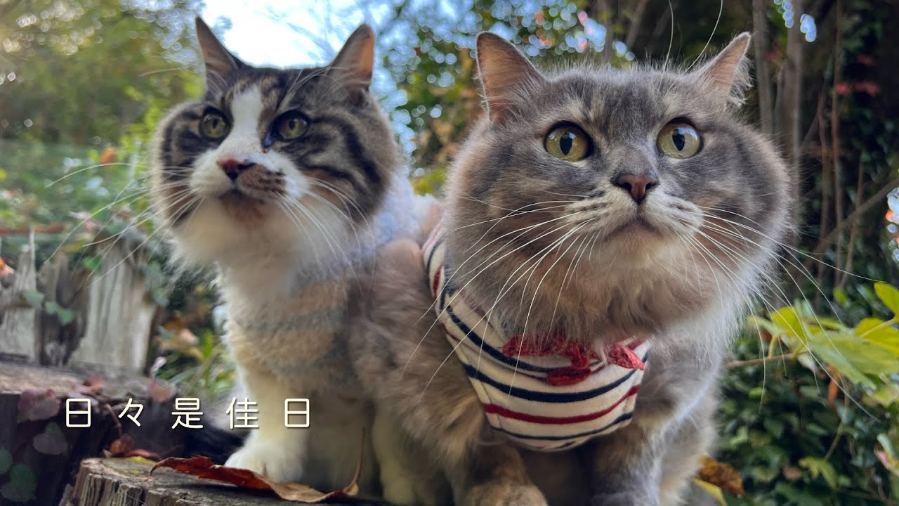 Уроки жизни от птицы в чайной в дождливый день и от нашей кошки