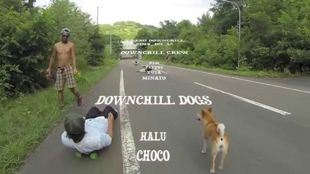 DOG DOWNCHILL
