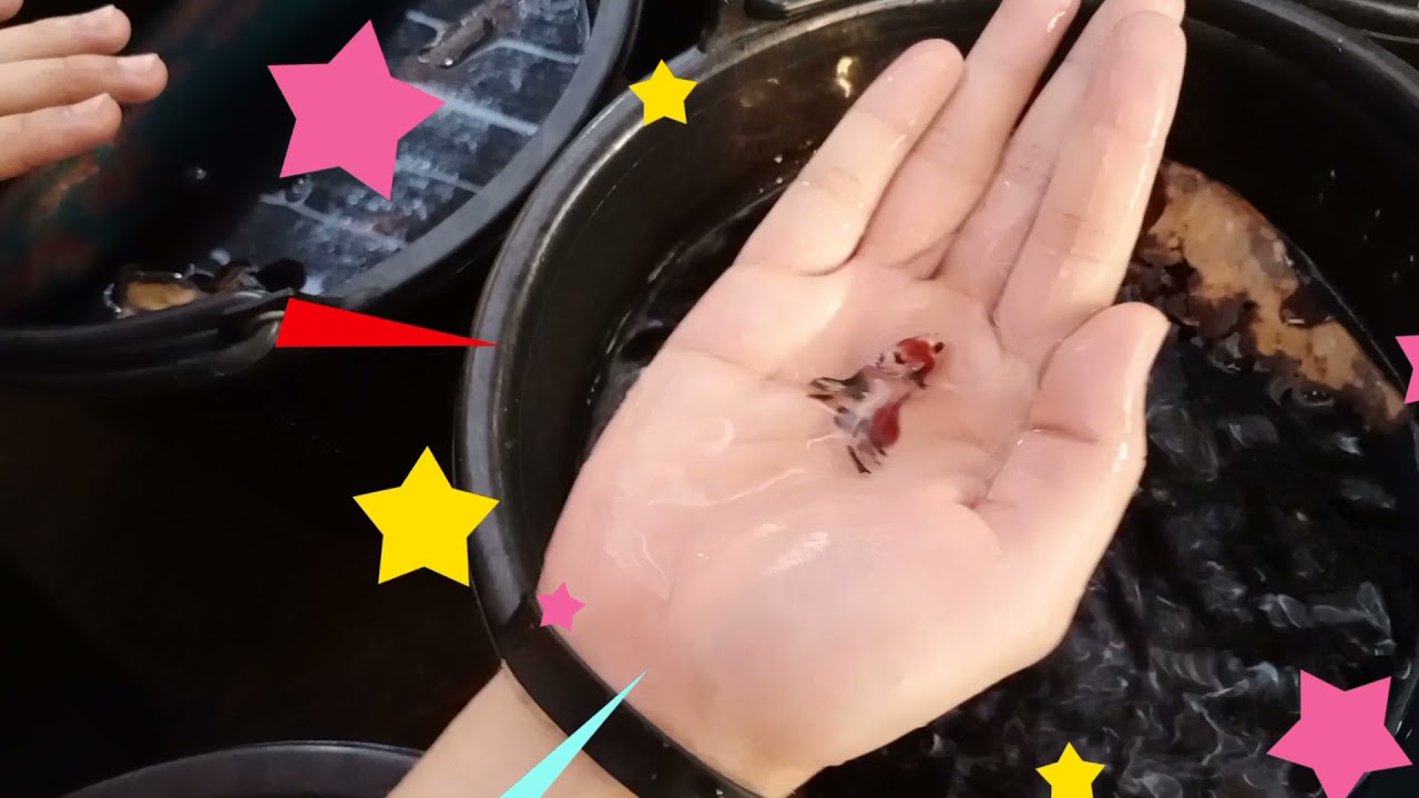 Lucky Plakad Betta Farm