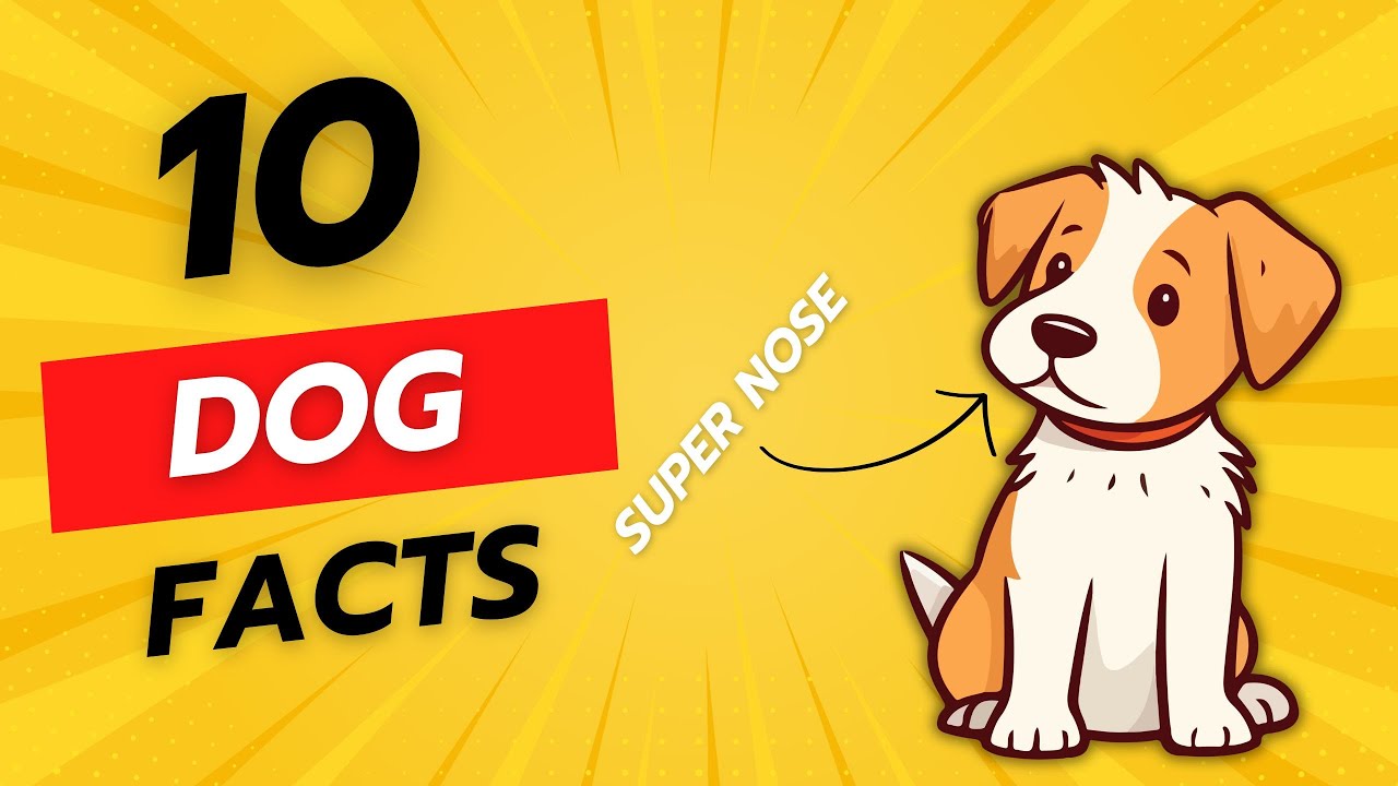 10 Fun Facts About Dogs | Total Pet Tales