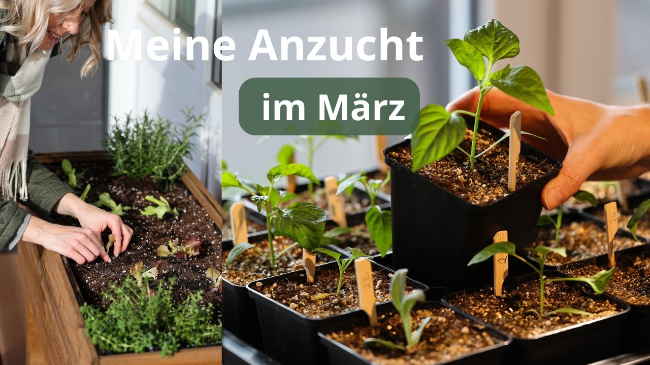 Anzucht-Update🪴So sieht meine Anzucht gerade aus - Paprika, Chili, Tomaten, Physalis, Schnittblumen🌷