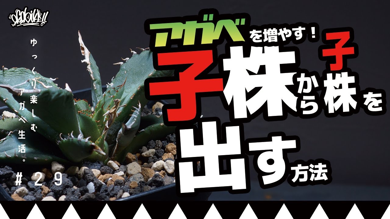 【アガベを増やす】アガベの子株から子株を簡単に増やす方法！効率よくアガベを増やす