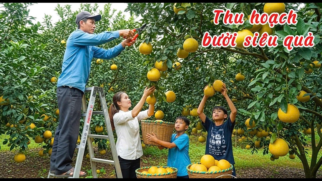 THU HOẠCH BƯỞI CHÍN TẾT SIÊU QUẢ