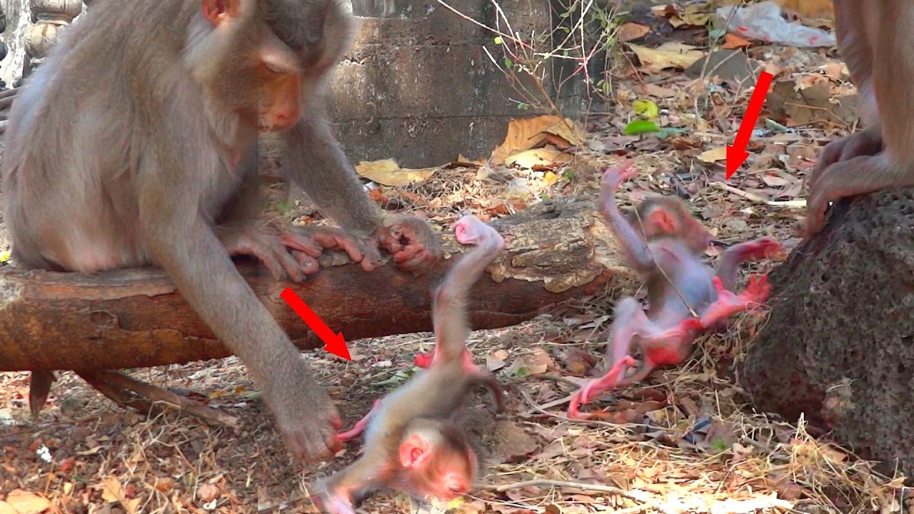 Oh God, help the newborn monkey, who rolled from a high place and landed on the ground.
