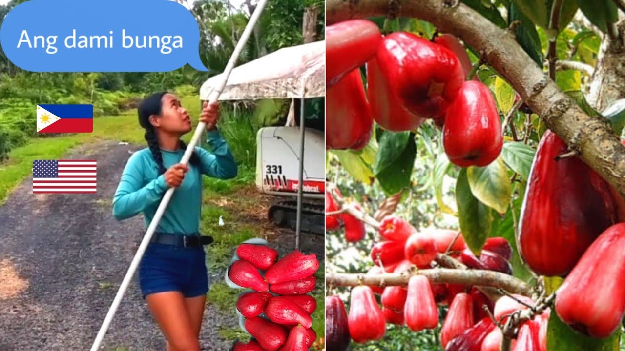 Harvest mountain Apple, filipina life living abroad vlog
