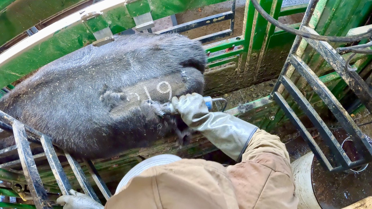 SHAVING Our CATTLE For CALVING!? (Satisfying)