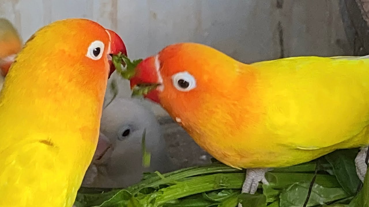 These Lovebirds Will Melt Your Heart 🐦❤️ | Pure Happiness in One Video