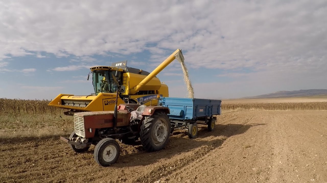 Çerezlik Çekirdek Hasadı. New Holland 5.90  Steyr 768