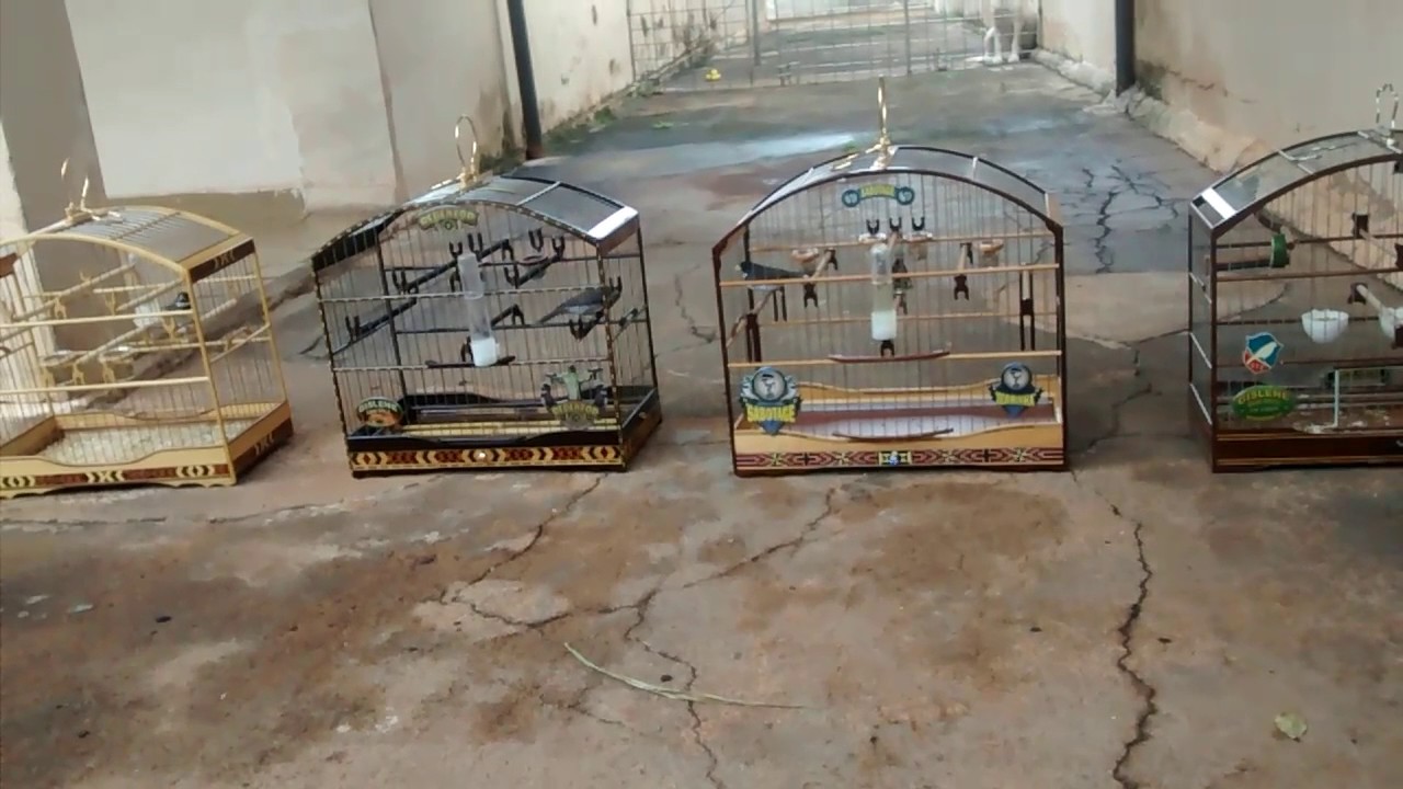Treino de Coleiro