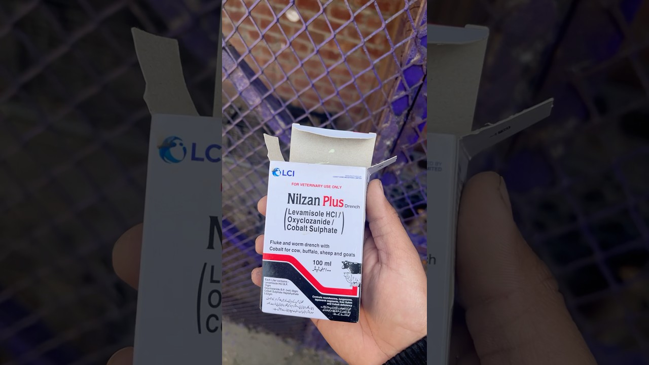 Tami khat vaccination #shortvideo nilzan plus birds #birds