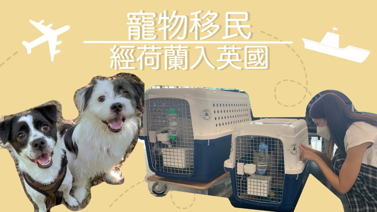 寵物移民🐾 - 狗狗移民 - 香港經荷蘭入英國 - 香港移民資訊小分享