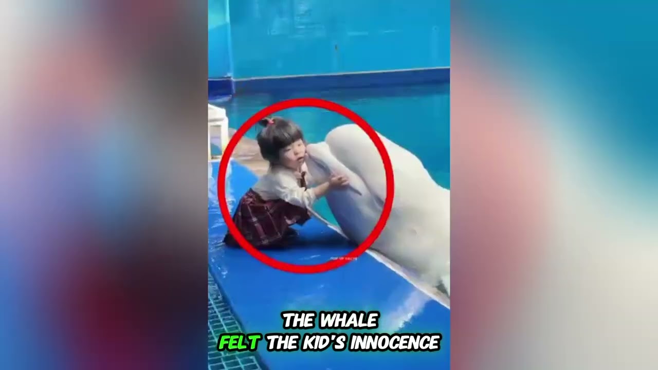 When Innocence Touched the Heart | A Kid and Whale&rsquo;s Unforgettable Moment