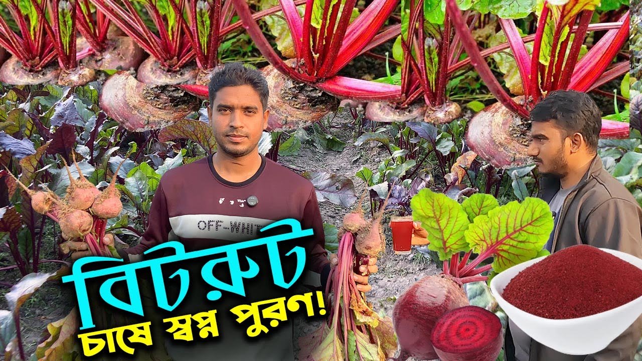 মহামুল্যবান বিটরুট চাষে লাখপতির স্বপ্ন তরুনের | উদ্যোক্তার খোঁজে