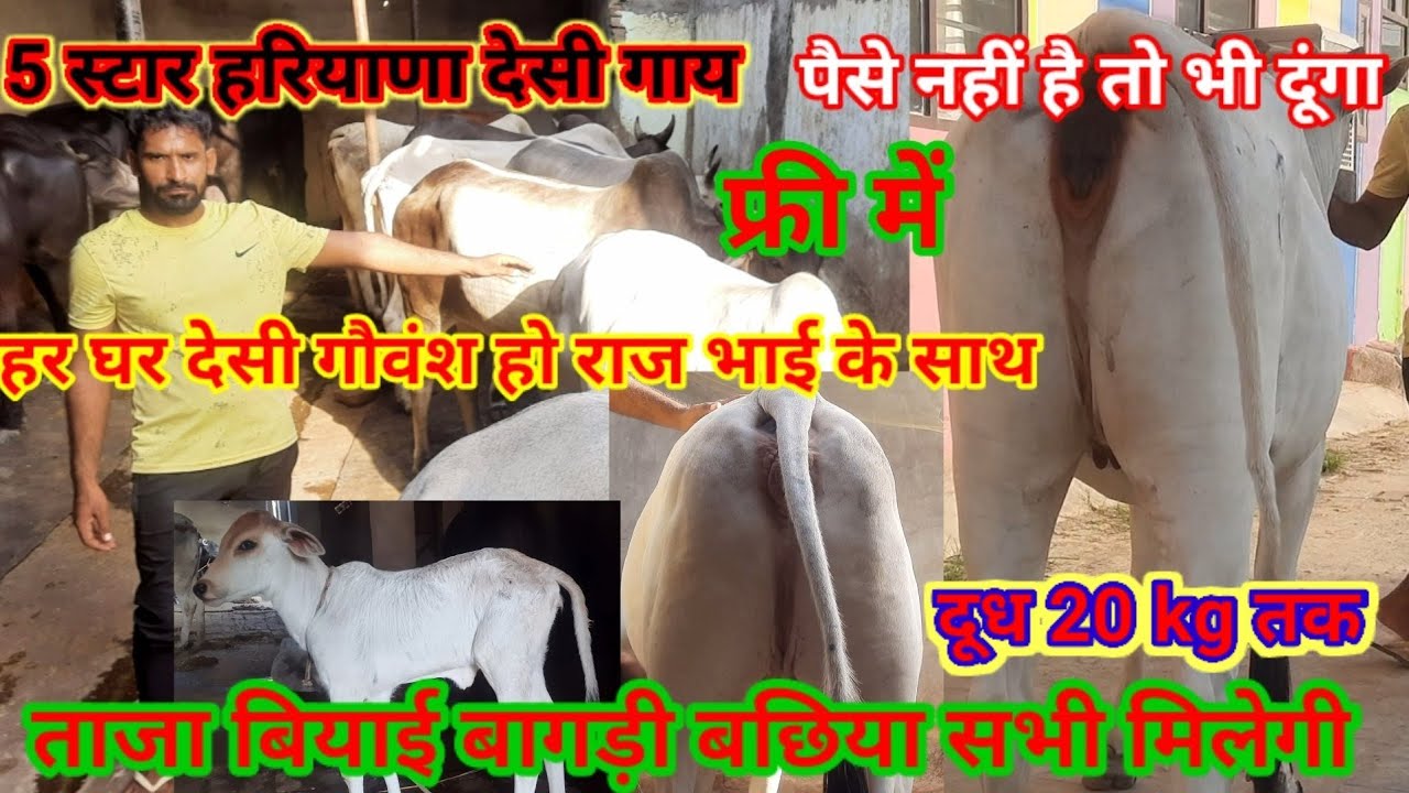 👌top qualityहरियाणा ब्रीड़ देसी गाय ऐसे व्यापारी नहीं देखा पैसे नहीं है तो भी फ्री में गौमाता देंगे