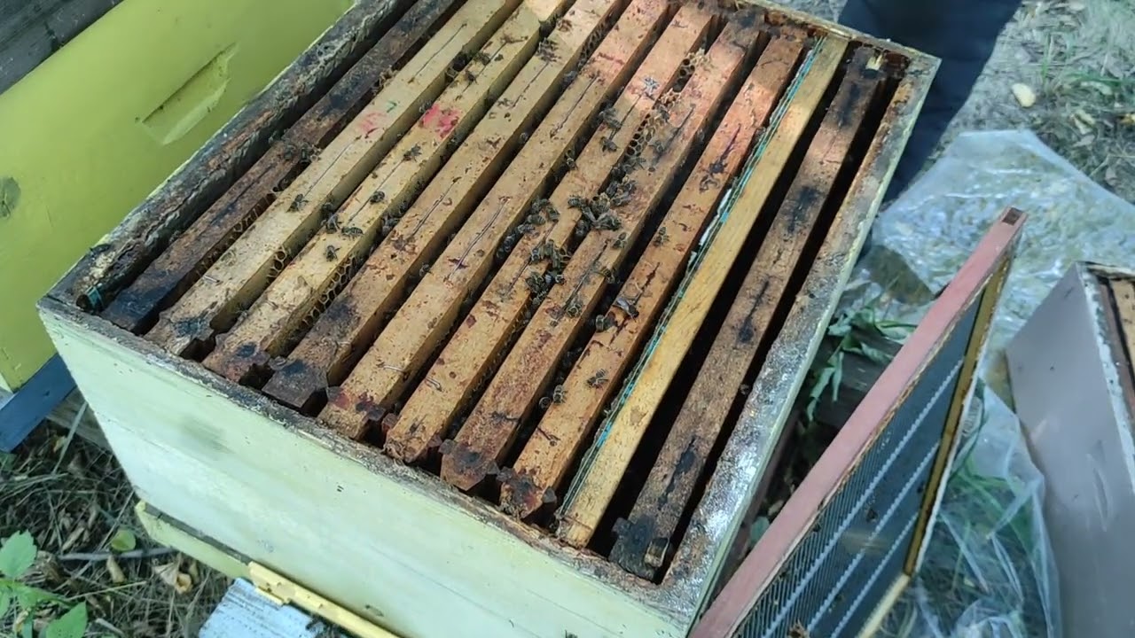 29.07. Oduzimanje livadskog meda i borba protiv varoe.
