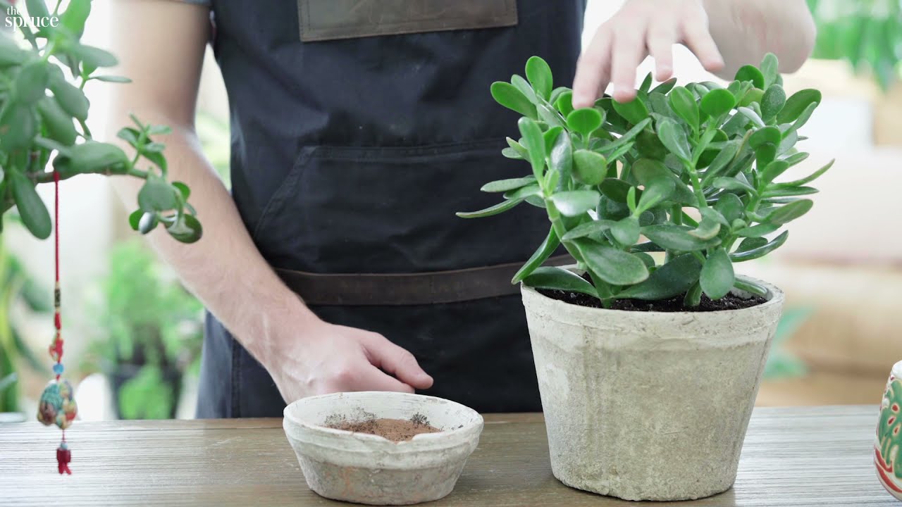 Уход за толстянкой: как ухаживать за толстянкой | The Spruce #IndoorPlantCare