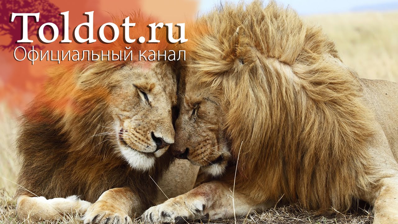 Кто Я? Анатомия семейных отношений с рабанит Диной Лейбман 1