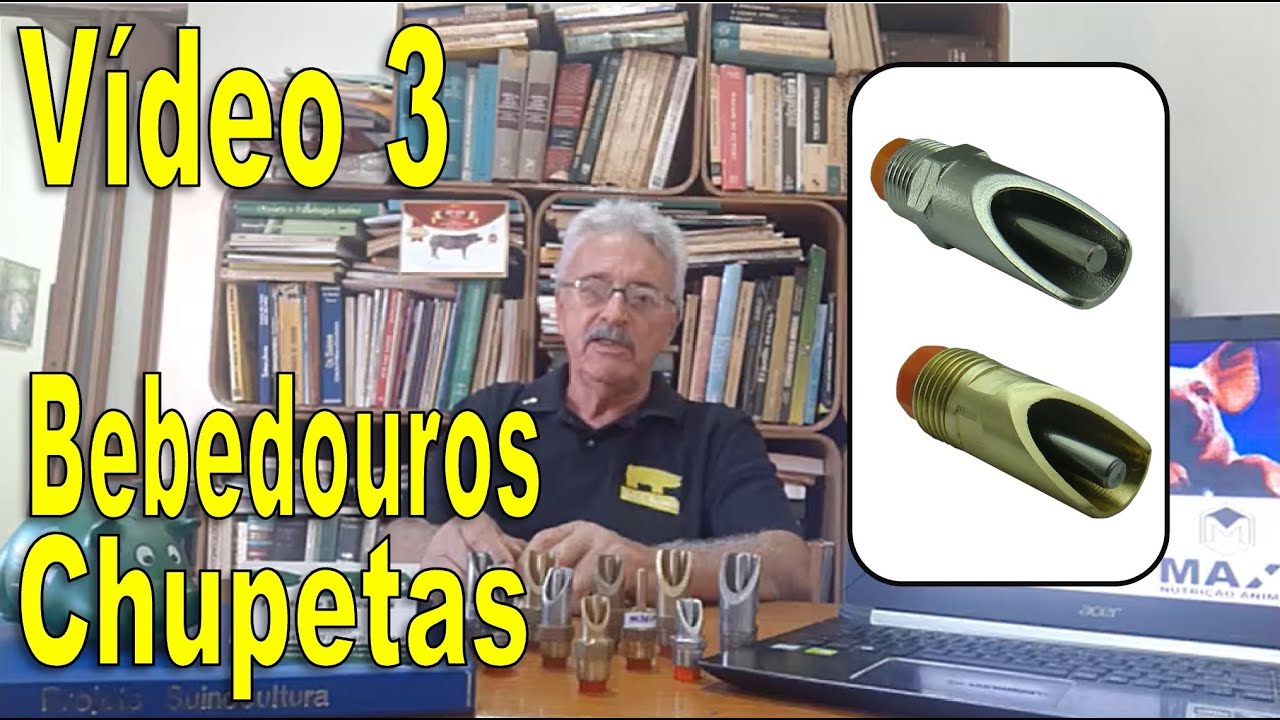 SUINOCULTURA: Bebedouros Chupetas (Melhor Uso nas Granjas de Suínos)