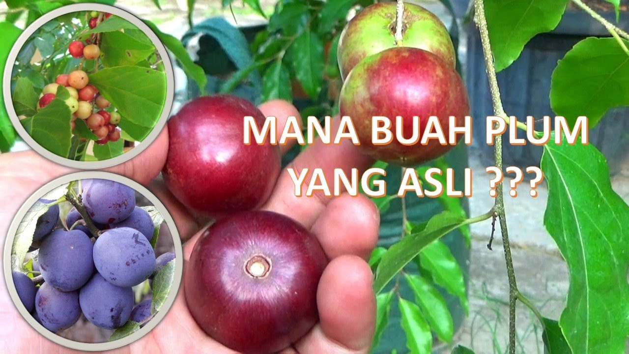 🔴BERKEBUN | Cara Membedakan Buah Plum Aussie dan Buah Rukem