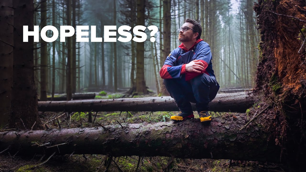 I've Got Bad News About Ireland's Trees