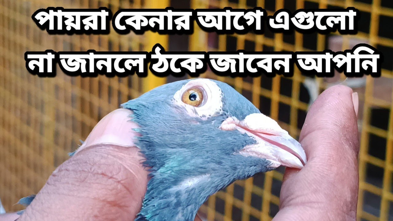 HOW TO IDENTIFY A GOOD MADRASI FLYING PIGEON LEARN FROM AMIT DADA BEHALA KOLKATA