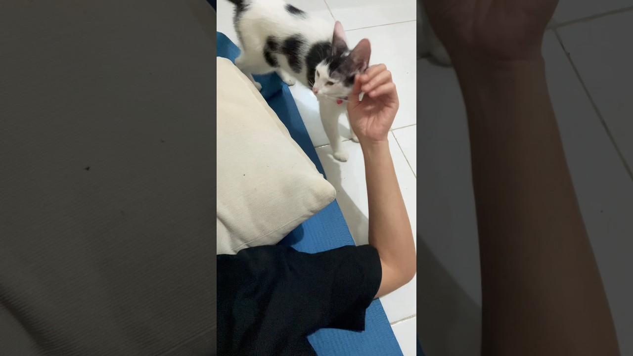 Clingy Baby Cat 