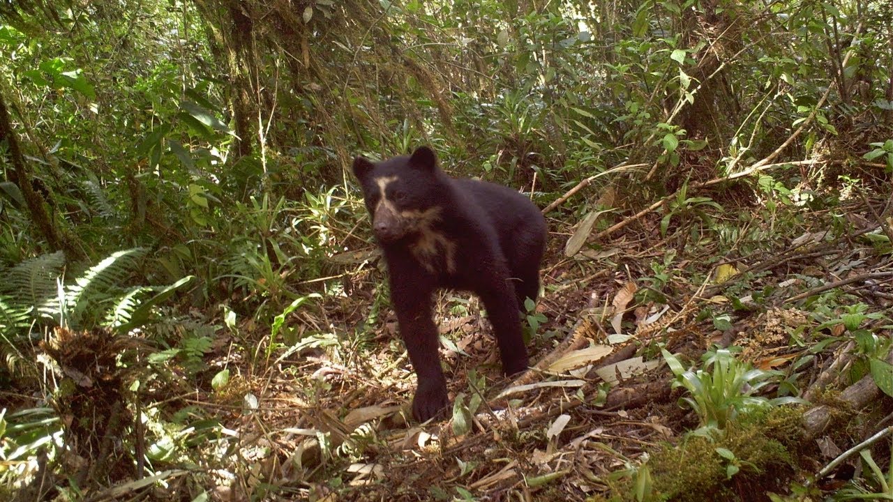 Ulba – Baños de Agua Santa Conservation and Sustainable Use Area Established In Tungurahua, Ecuador