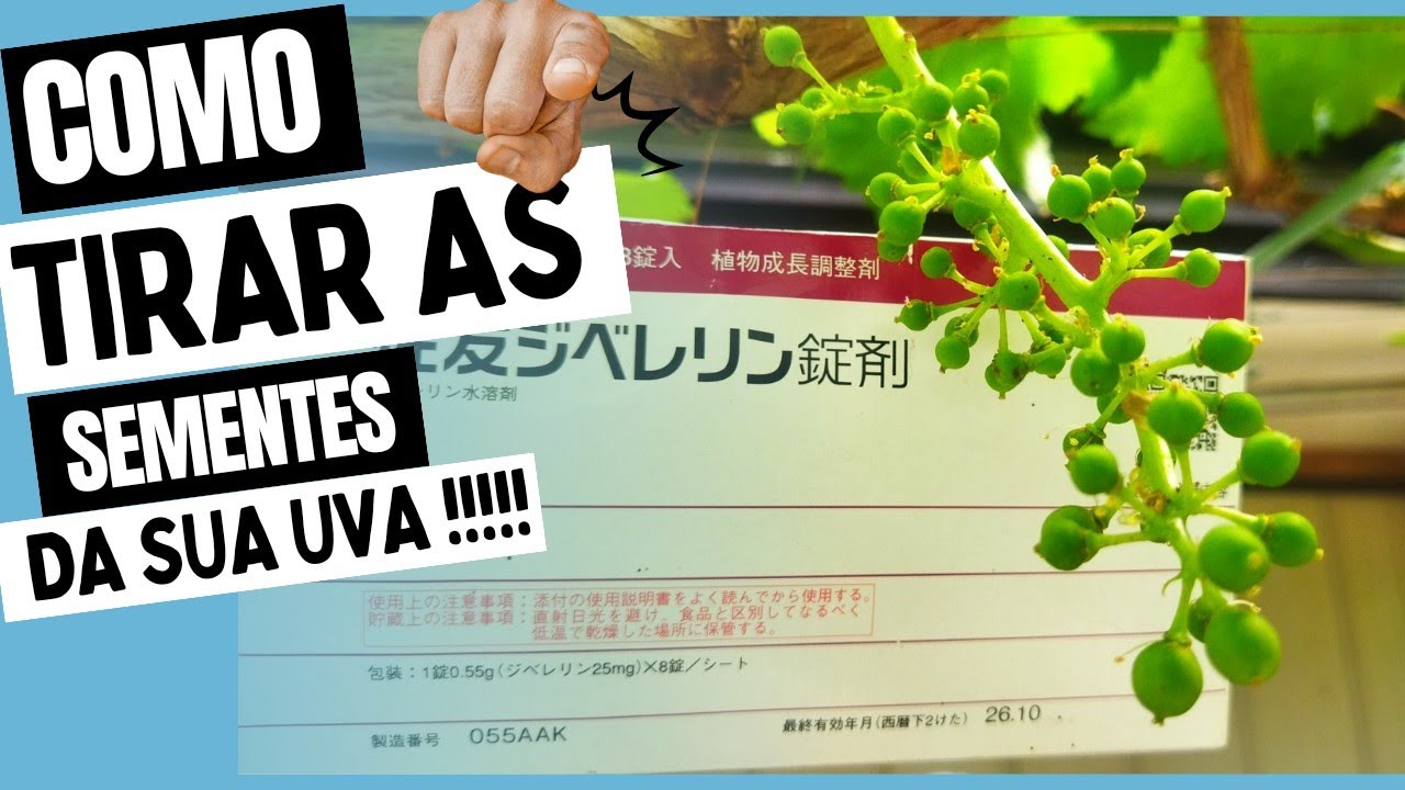 Como Tirar as Sementes da Uva
