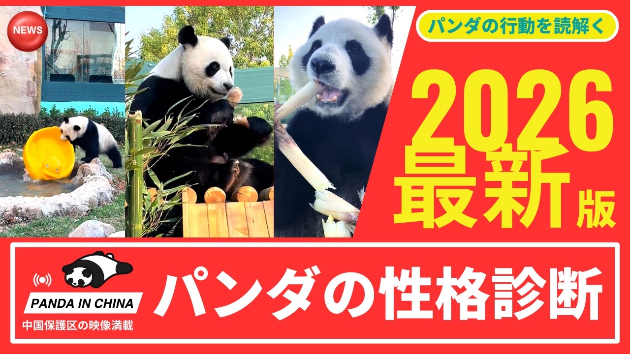 パンダたちの“性格診断” パンダの個性あふれる生態行動 行動で読み解くパンダの一日 心とカラダを探る 星美と巧巧のわんぱく行動記  木登り、転落、秘密基地？天津のパンダたちの素顔 #パンダ