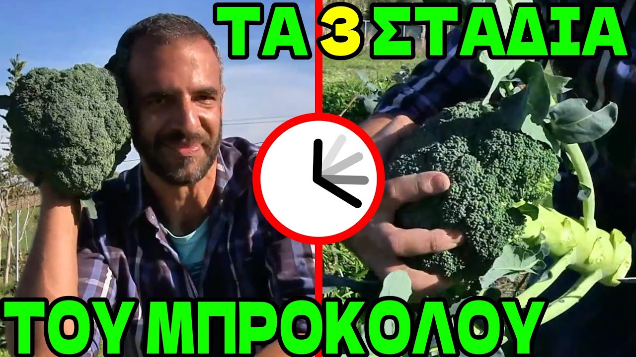 ΜΠΡΟΚΟΛΑ 🥦 Σπορά-Καλλιέργεια -Συγκομιδή! Καλλιεργούμε Μπρόκολο &παράγει ξανά& ξανά απ'τα παραπούλια!