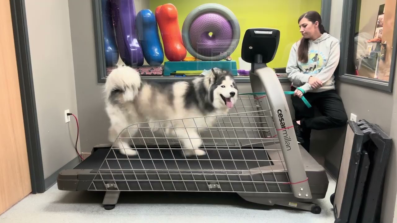 Layla treadmill 