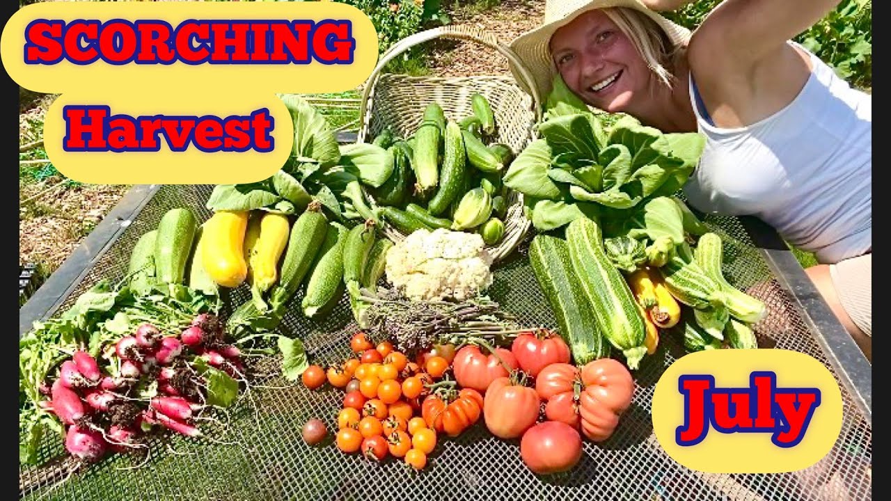 SCORCHING Harvest | Organic vegetables | NO DIG | Allotment UK