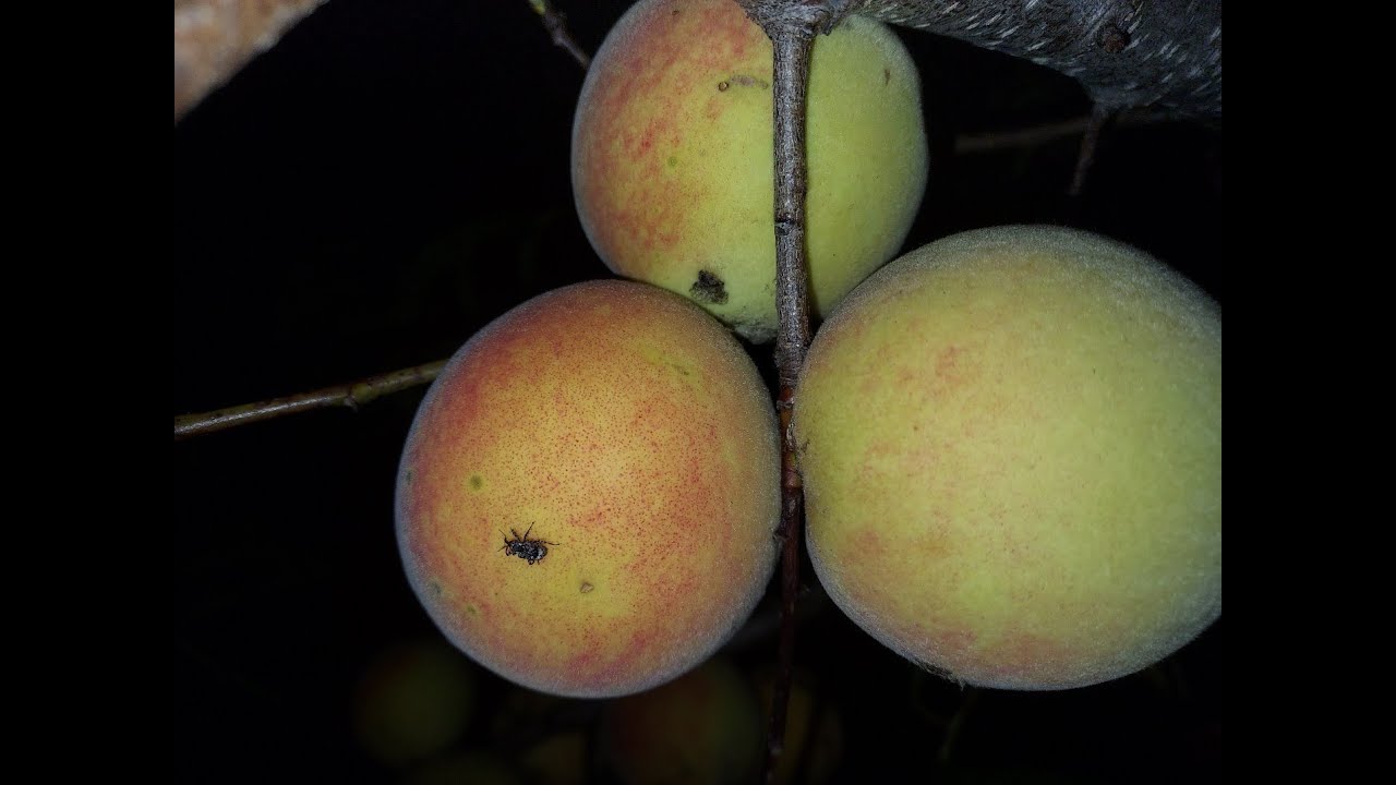 Plum Curculio  - a significant pest for peaches